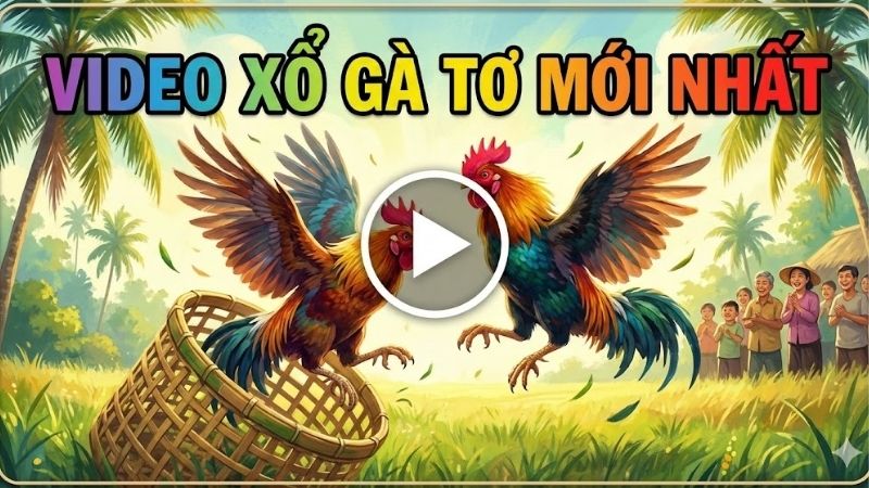 Video xổ gà tơ mới nhất – Cập nhật các trận đấu hấp dẫn 1 video-xo-ga-to-moi-nhat